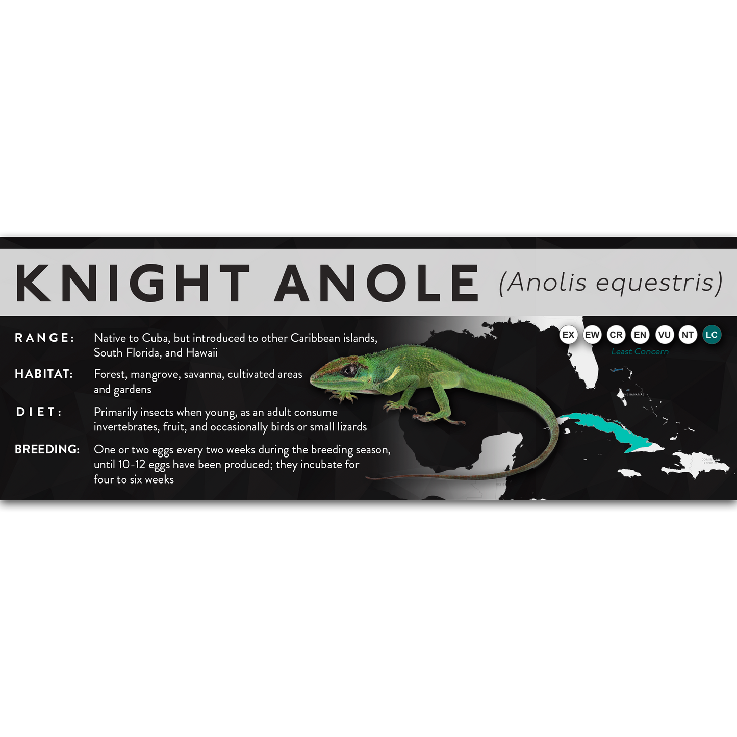 Knight Anole (Anolis equestris) - X Label
