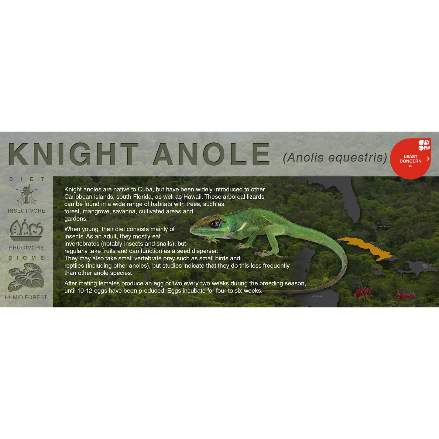 Knight Anole (Anolis equestris) - Black Series Vivarium Label