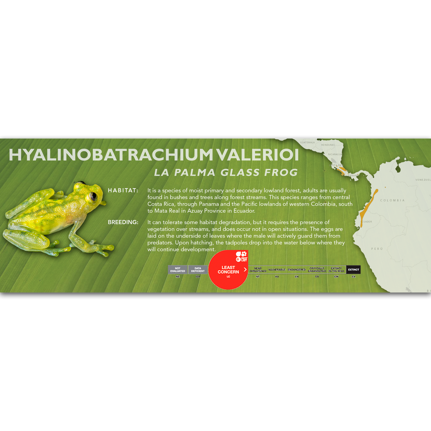 La Palma Glass Frog (Hyalinobatrachium valerioi) - Classic Vivarium Label