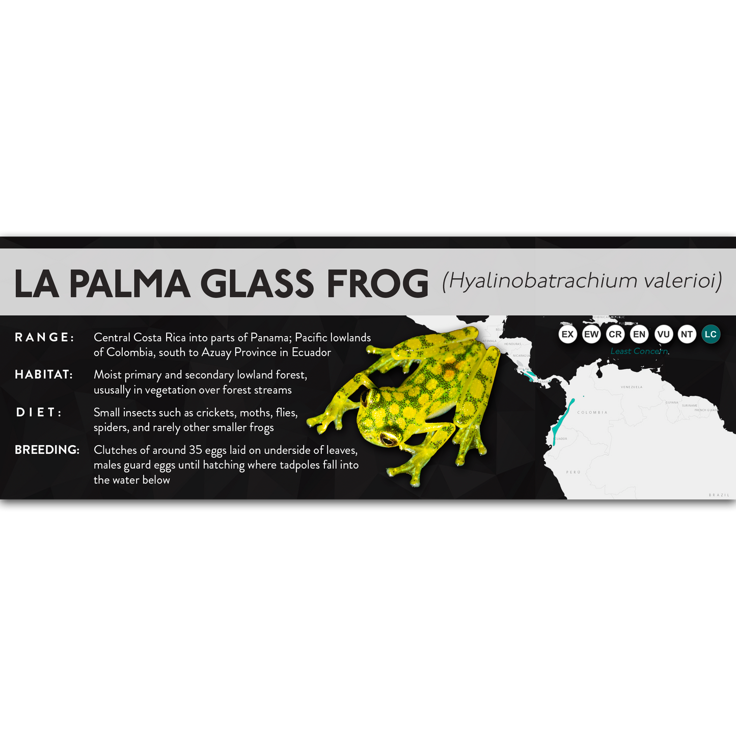 La Palma Glass Frog (Hyalinobatrachium valerioi) - X Label