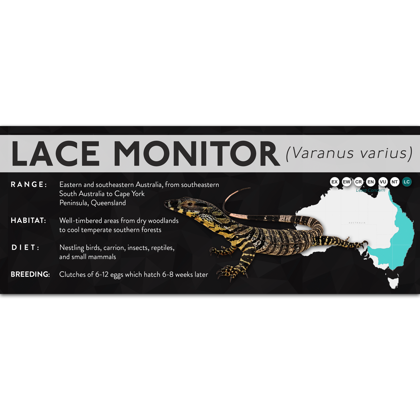 Lace Monitor (Varanus varius) - X Label