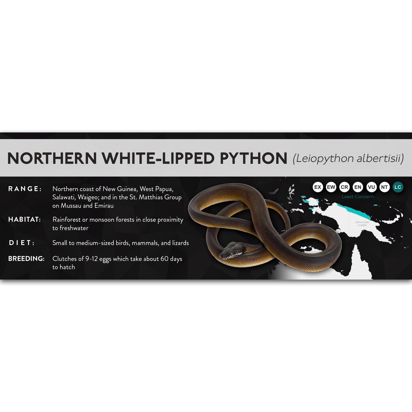 Northern White-Lipped Python (Leiopython albertisii) - X Label