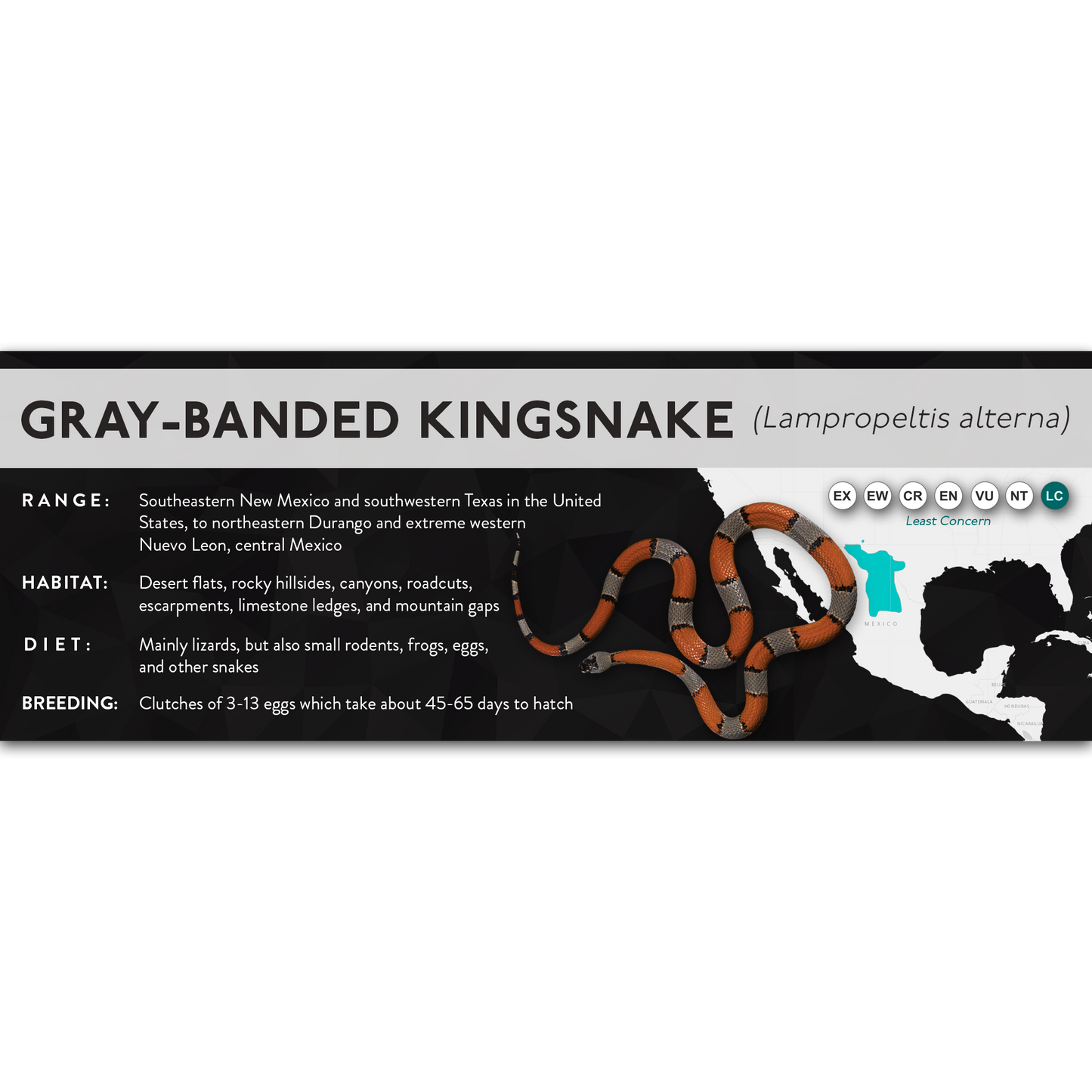Gray-Banded Kingsnake (Lampropeltis alterna) - X Label