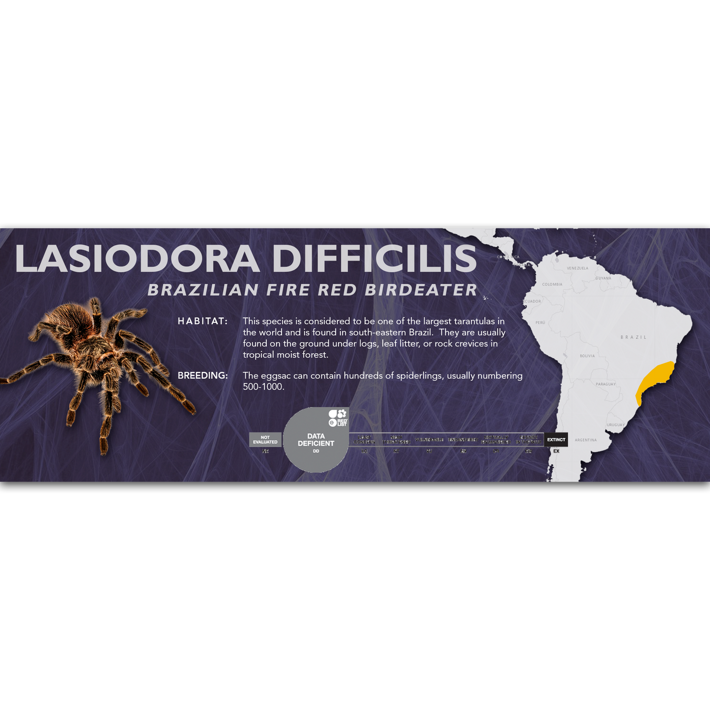 Brazilian Fire Red Birdeater (Lasiodora difficilis) - Classic Vivarium Label