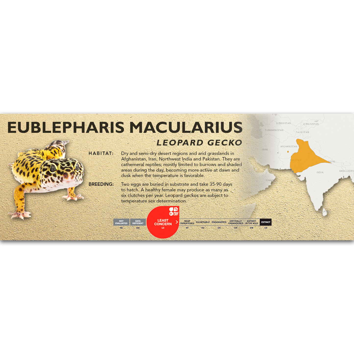 Leopard Gecko (Eublepharis macularius) Classic Vivarium Label