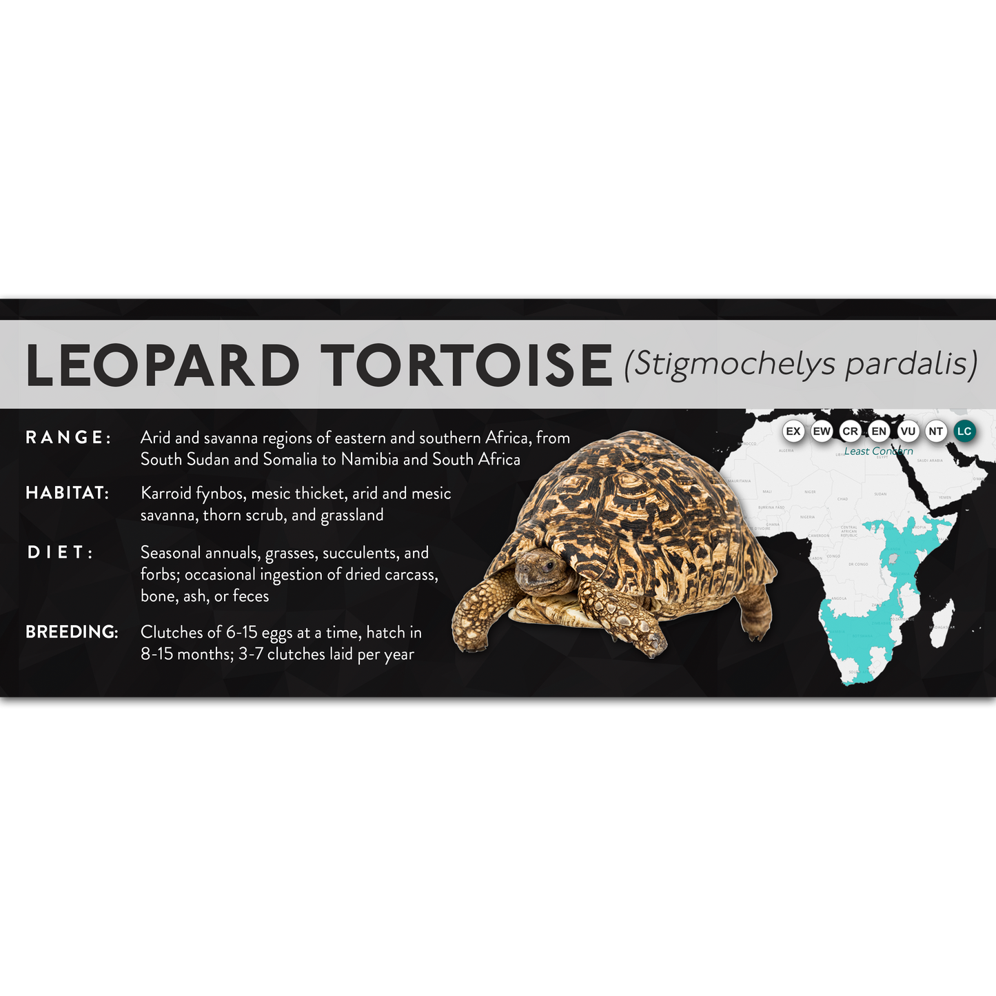 Leopard Tortoise (Stigmochelys pardalis) - X Label