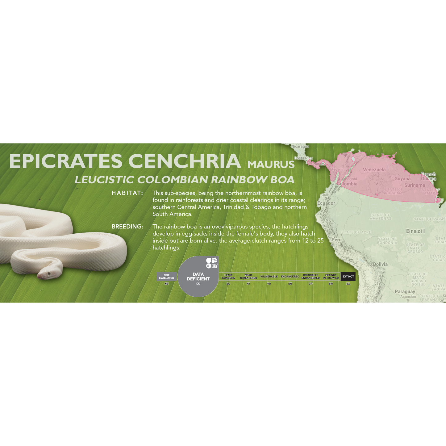 Colombian Rainbow Boa (Epicrates cenchria maurus) Classic Vivarium Label