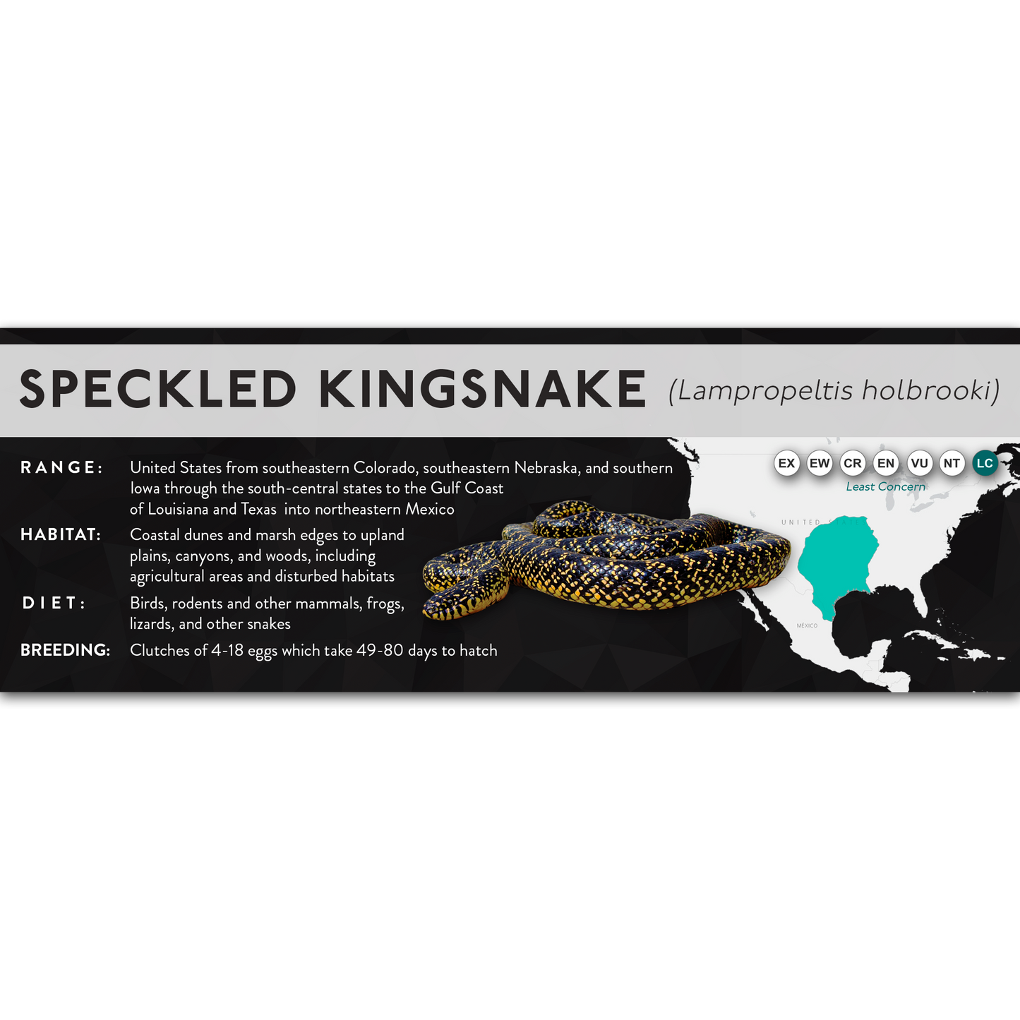 Speckled Kingsnake (Lampropeltis holbrooki) - X Label