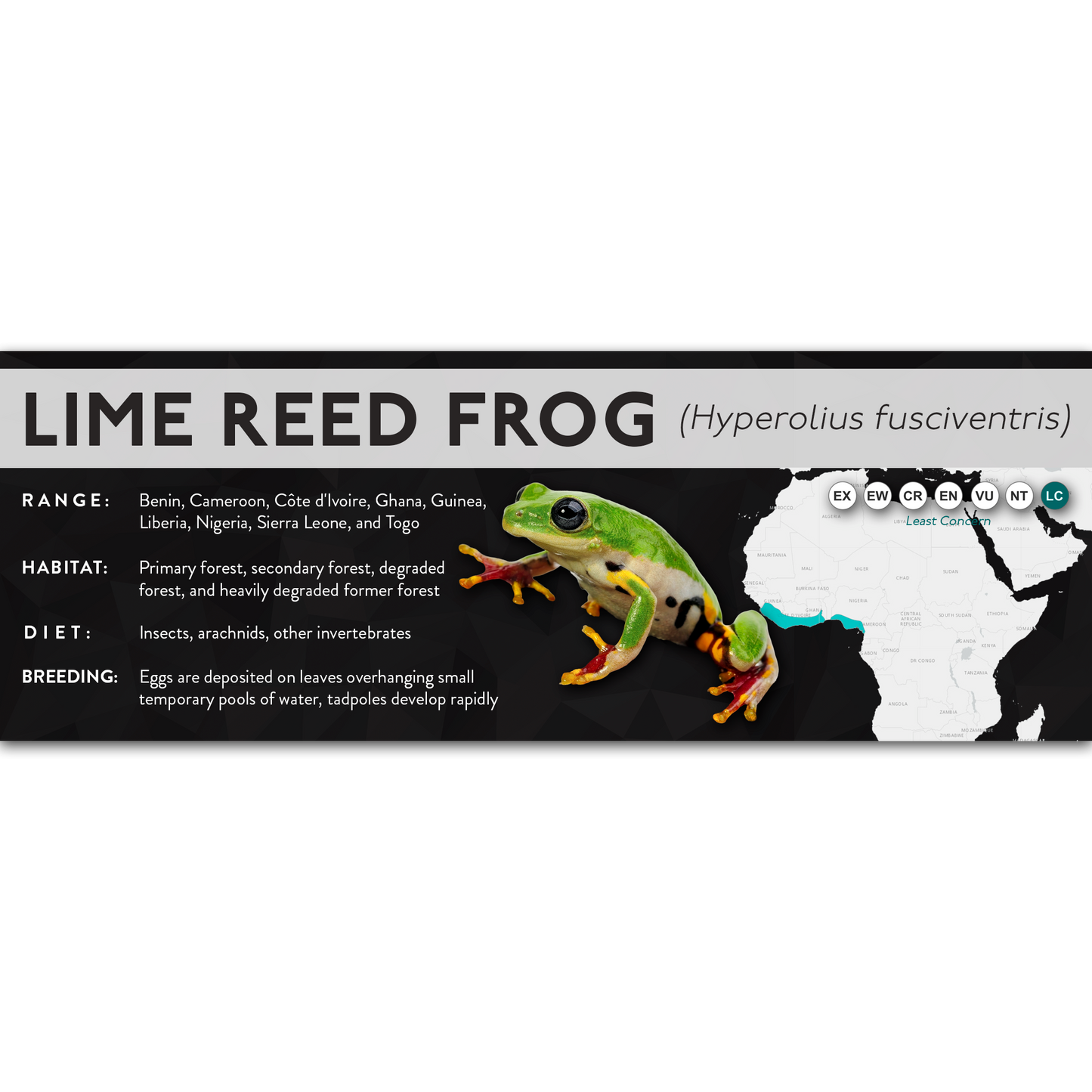 Lime Reed Frog (Hyperolius fusciventris) - X Label