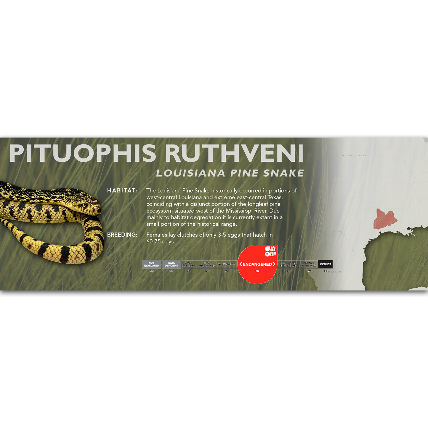 Louisiana Pine Snake (Pituophis ruthveni) Classic Vivarium Label