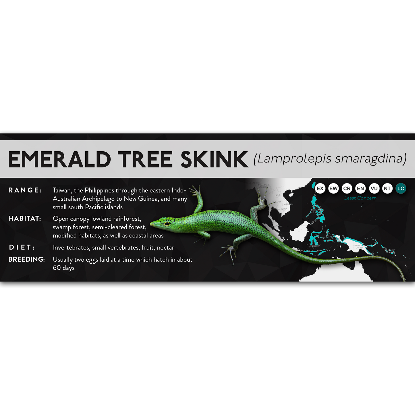 Emerald Tree Skink (Lamprolepis smaragdina) - X Label