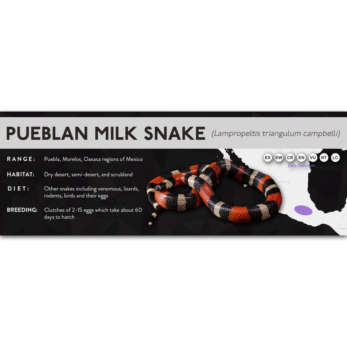 Pueblan Milk Snake (Lampropeltis triangulum campbelli) - X Label
