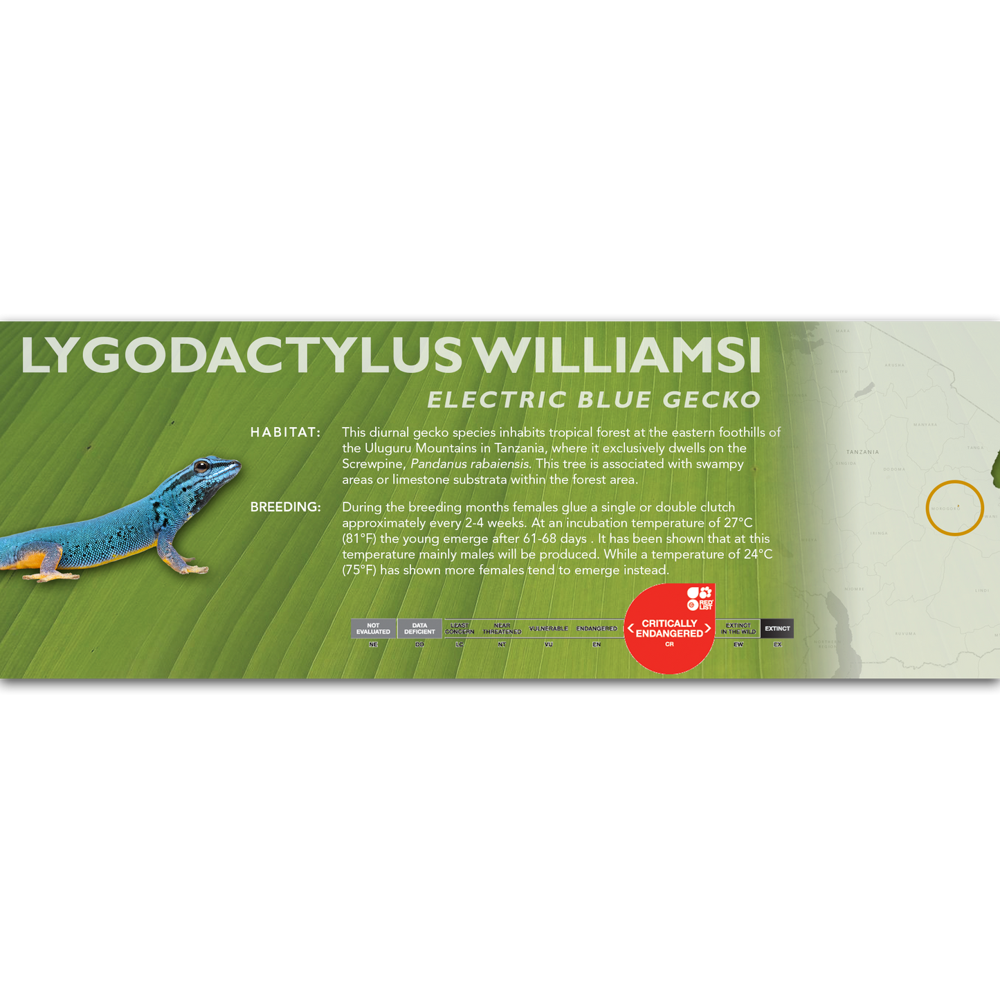 Electric Blue Gecko (Lygodactylus williamsi) Classic Vivarium Label
