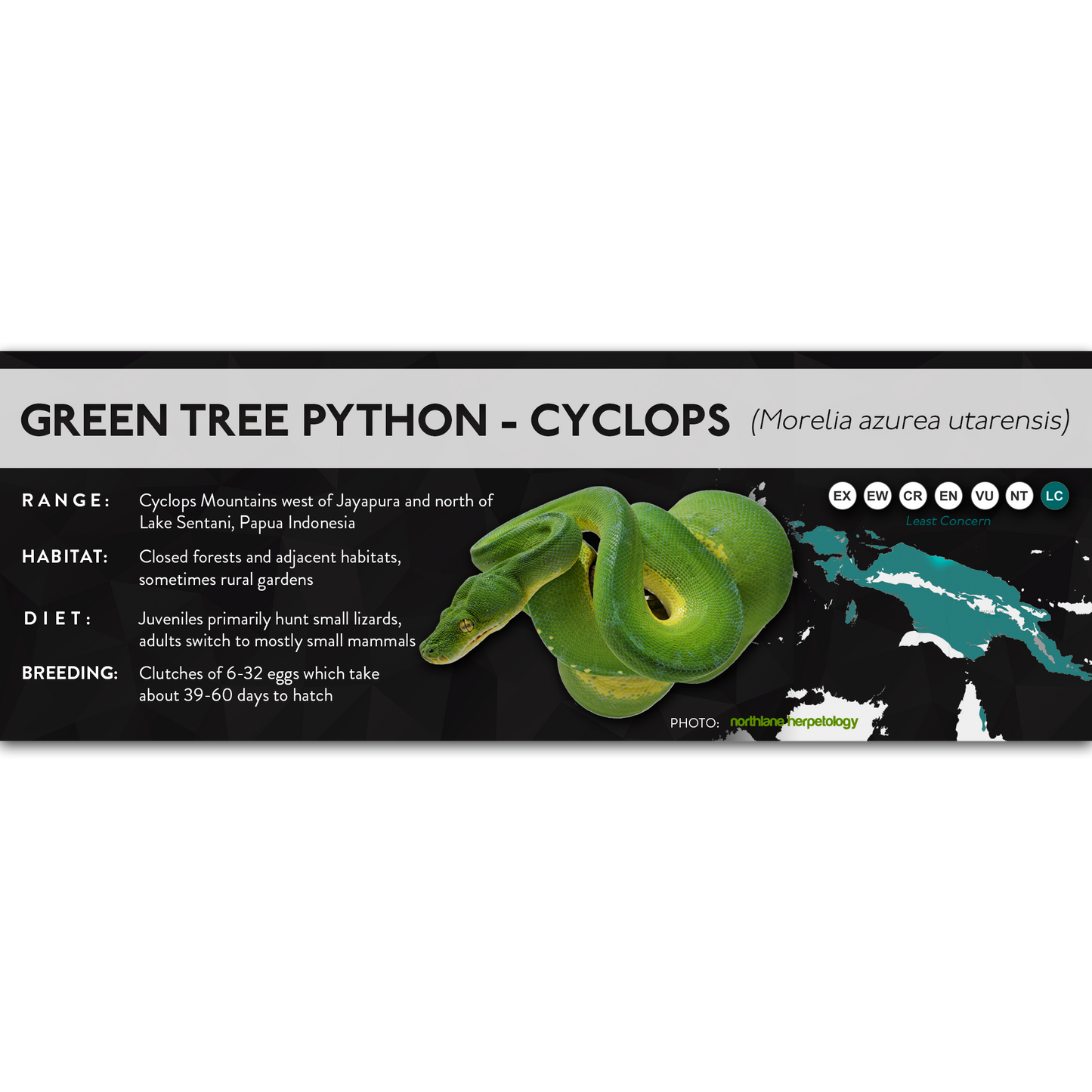 Green Tree Python (Morelia virids, Morelia azurea) - X Label