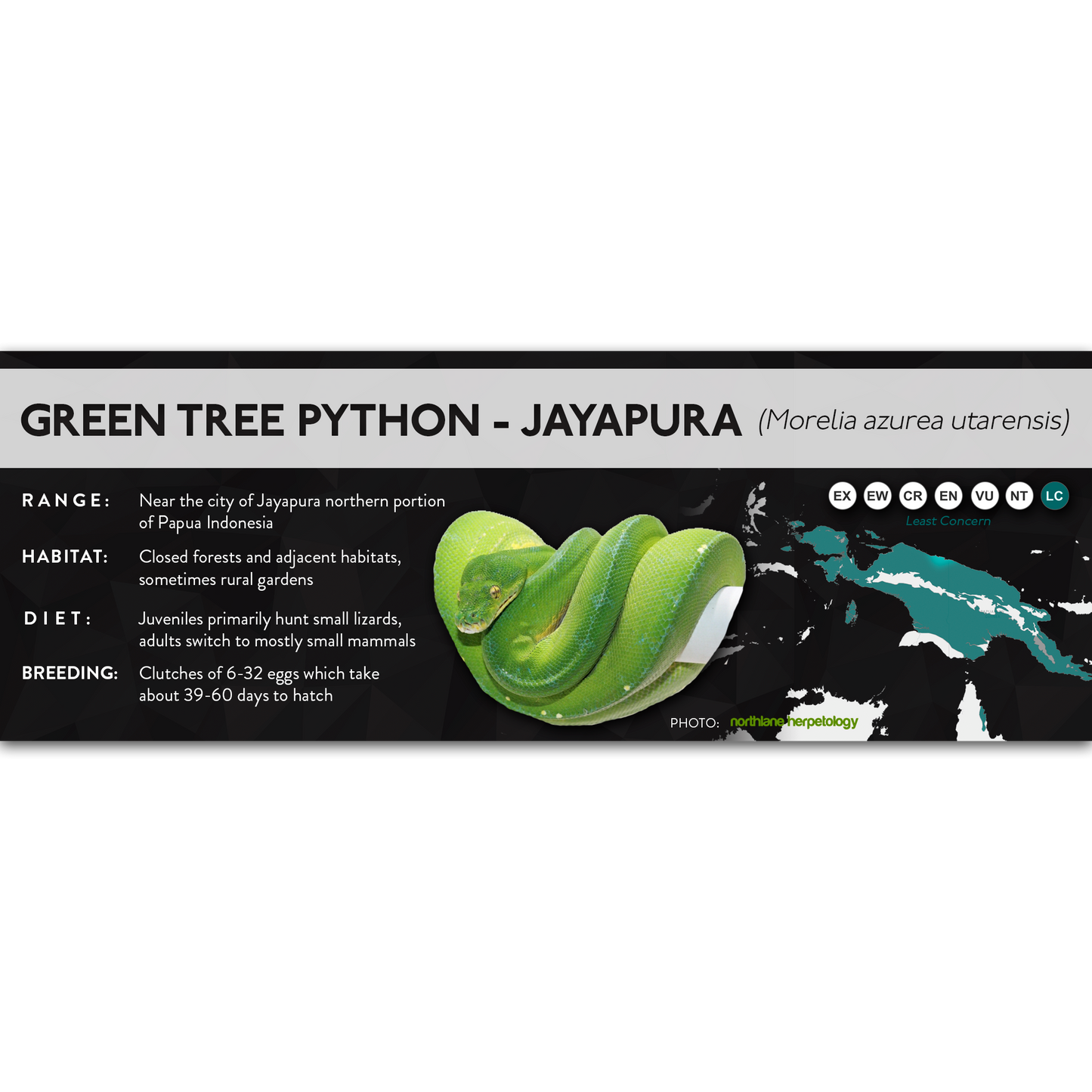 Green Tree Python (Morelia virids, Morelia azurea) - X Label