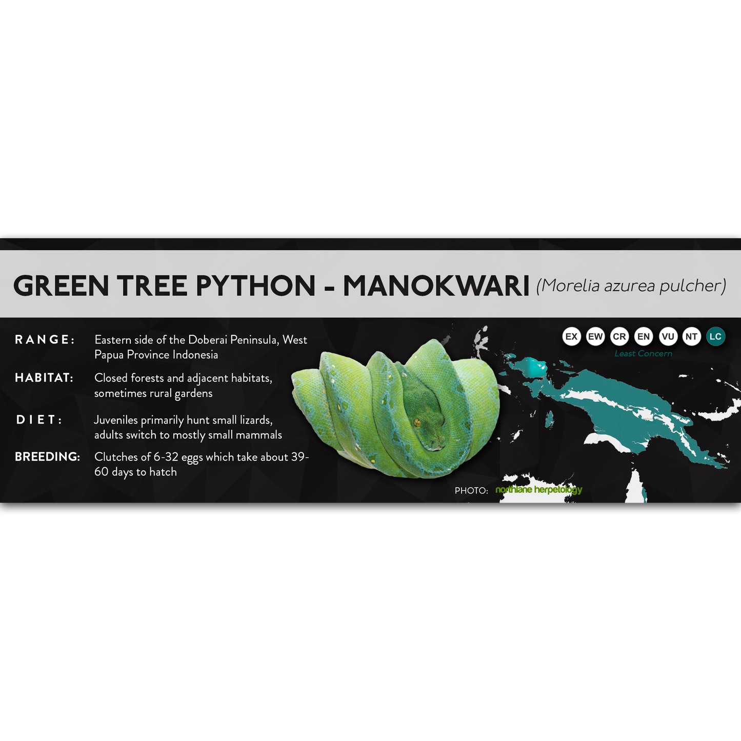 Green Tree Python (Morelia virids, Morelia azurea) - X Label