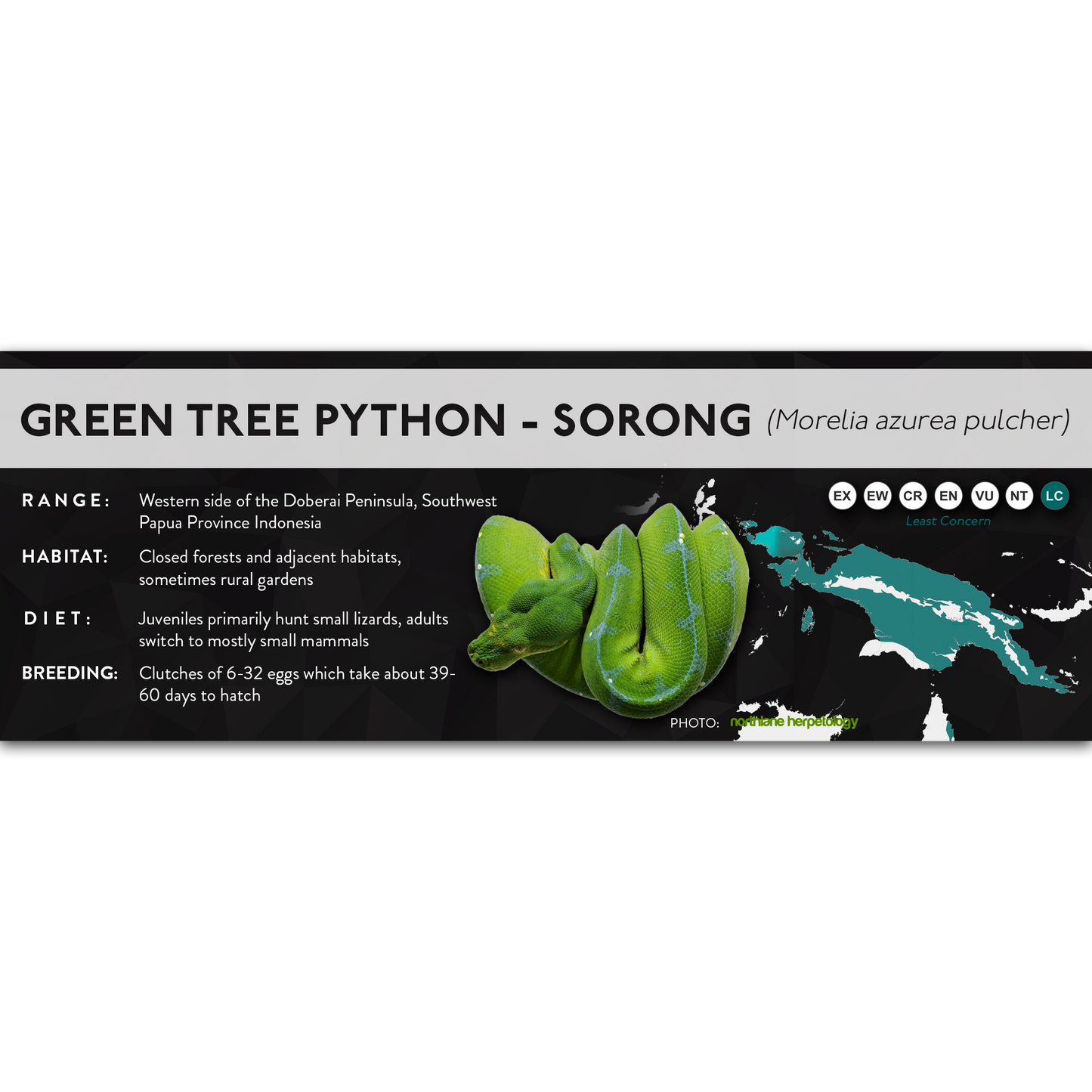 Green Tree Python (Morelia virids, Morelia azurea) - X Label