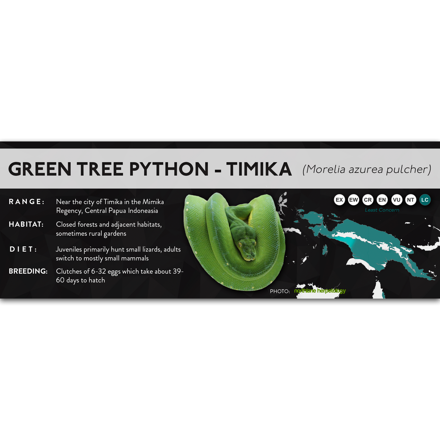 Green Tree Python (Morelia virids, Morelia azurea) - X Label
