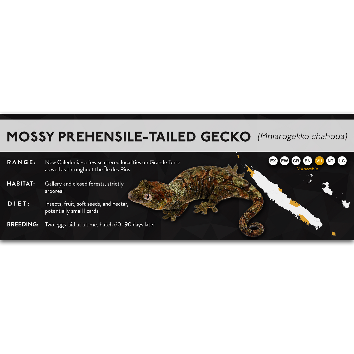Mossy Prehensile-Tailed Gecko (Mniarogekko chahoua) - X Label