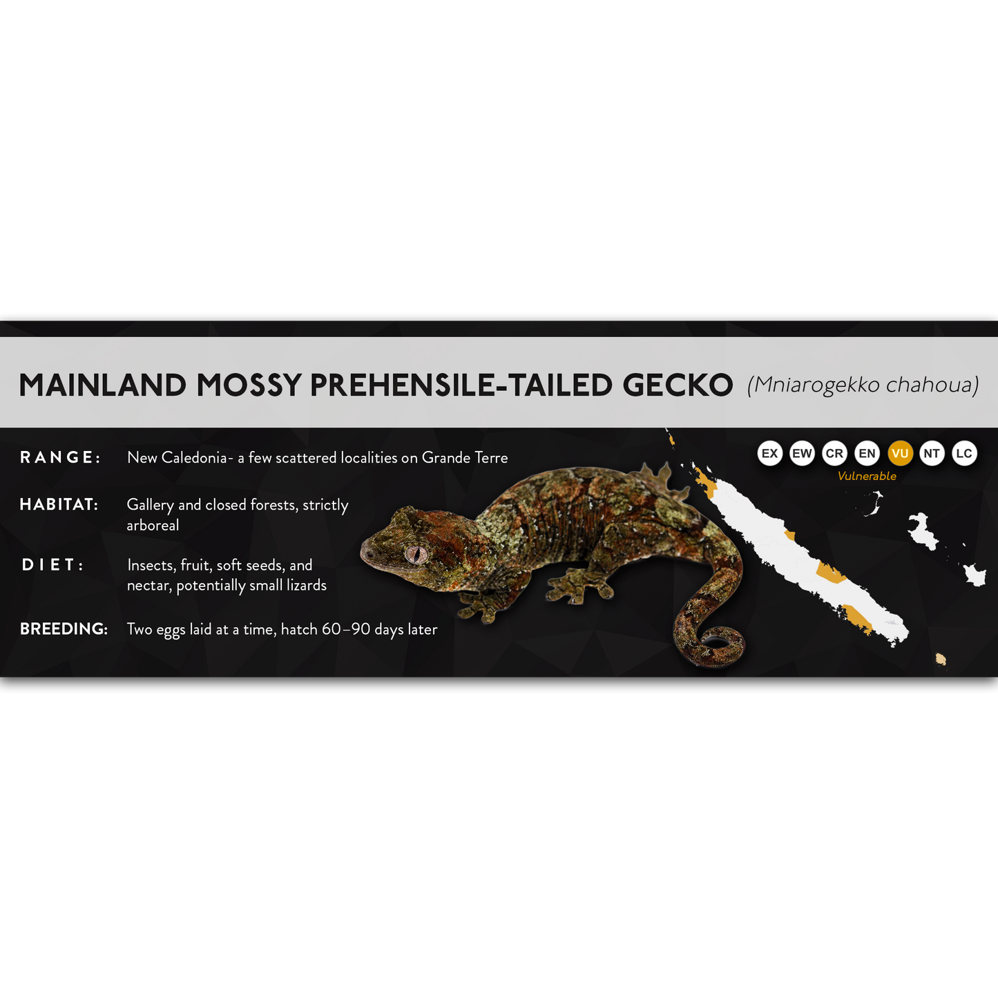 Mossy Prehensile-Tailed Gecko (Mniarogekko chahoua) - X Label