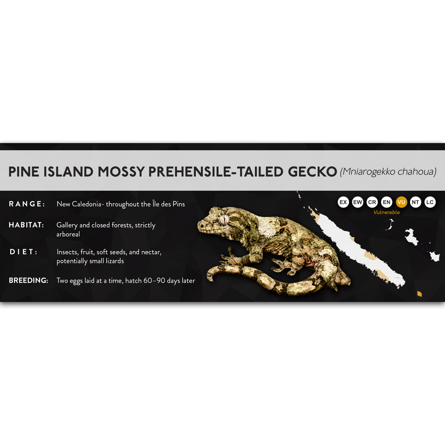 Mossy Prehensile-Tailed Gecko (Mniarogekko chahoua) - X Label