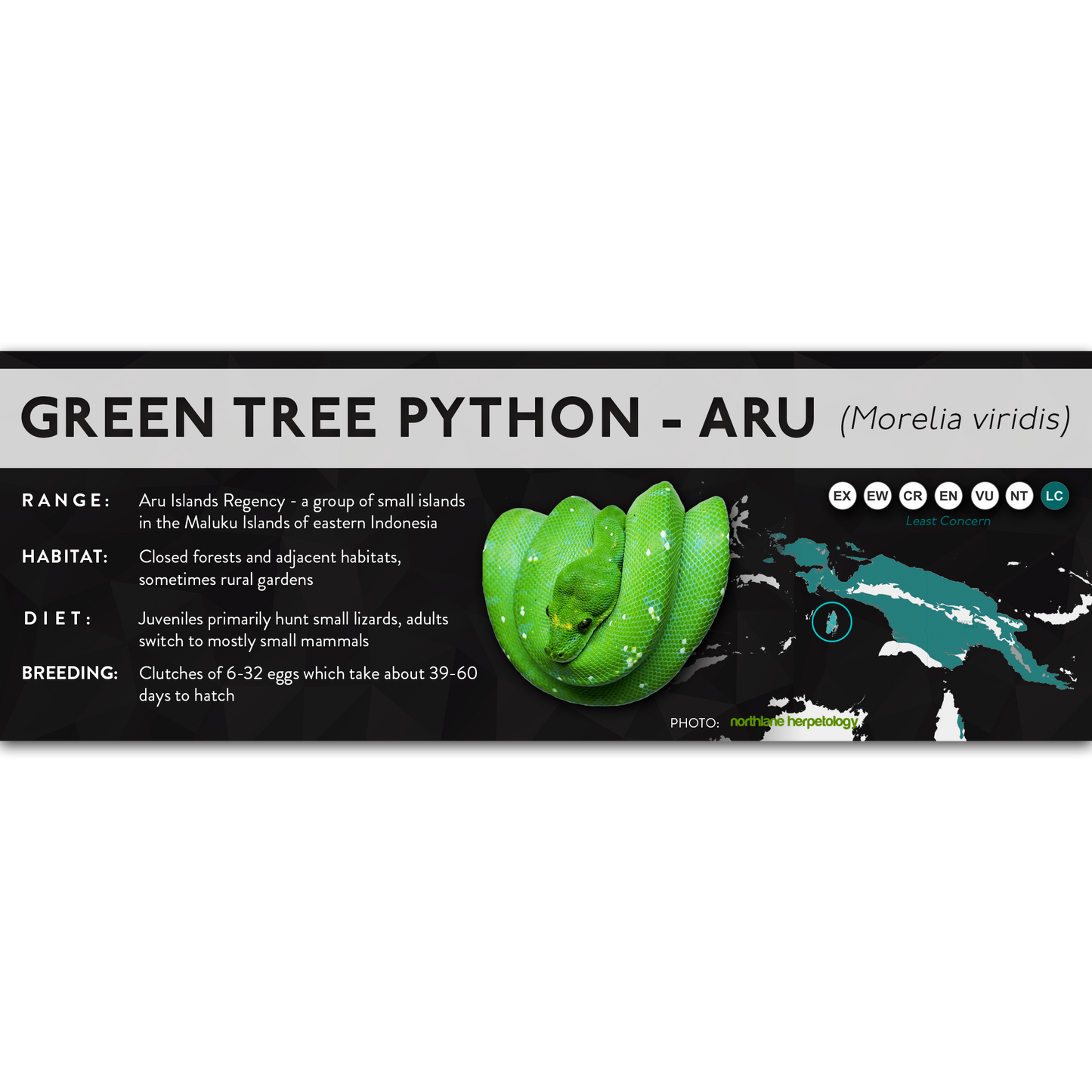 Green Tree Python (Morelia virids, Morelia azurea) - X Label