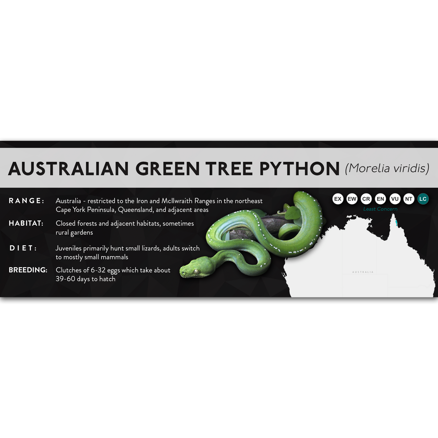Green Tree Python (Morelia virids, Morelia azurea) - X Label