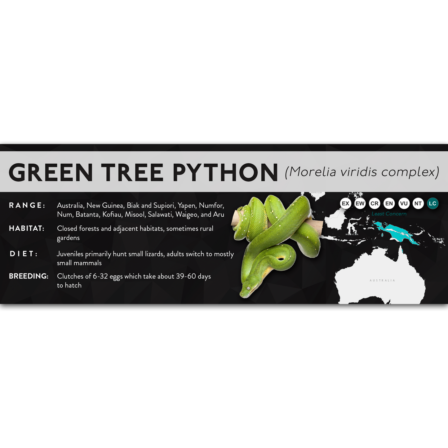 Green Tree Python (Morelia virids, Morelia azurea) - X Label