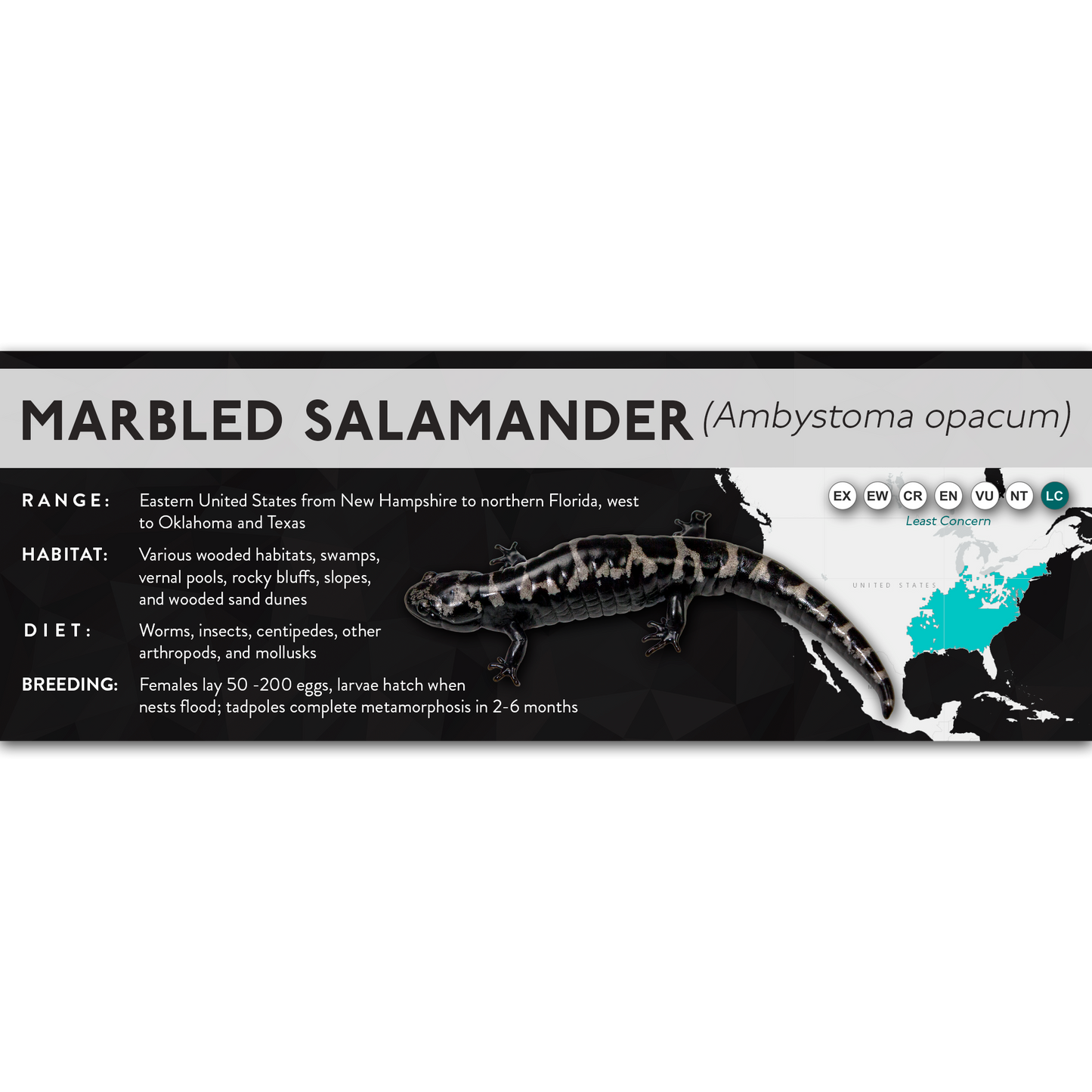 Marbled Salamander (Ambystoma opacum) - X Label