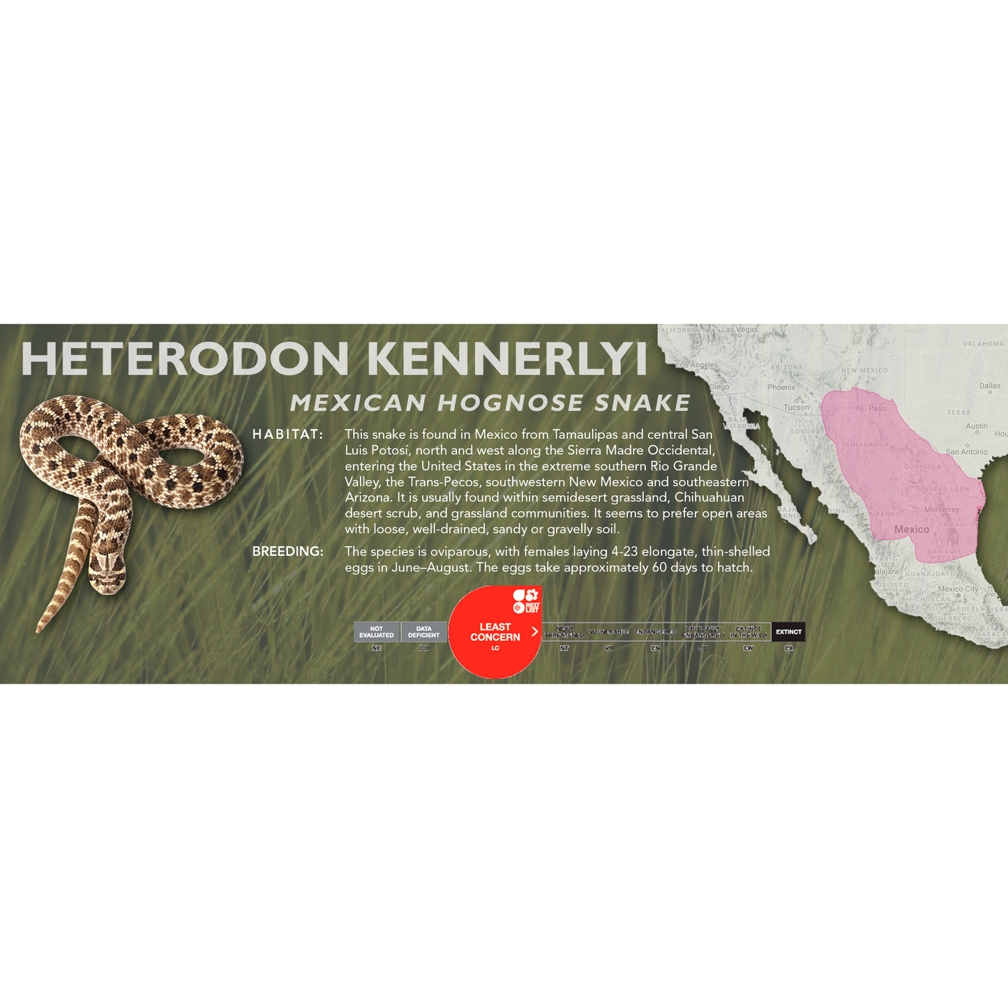 Mexican Hognose Snake (Heterodon kennerlyi) Classic Vivarium Label