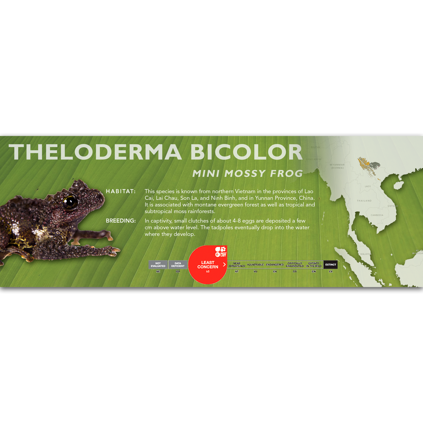 Mini Mossy Frog (Theloderma bicolor) - Classic Vivarium Label