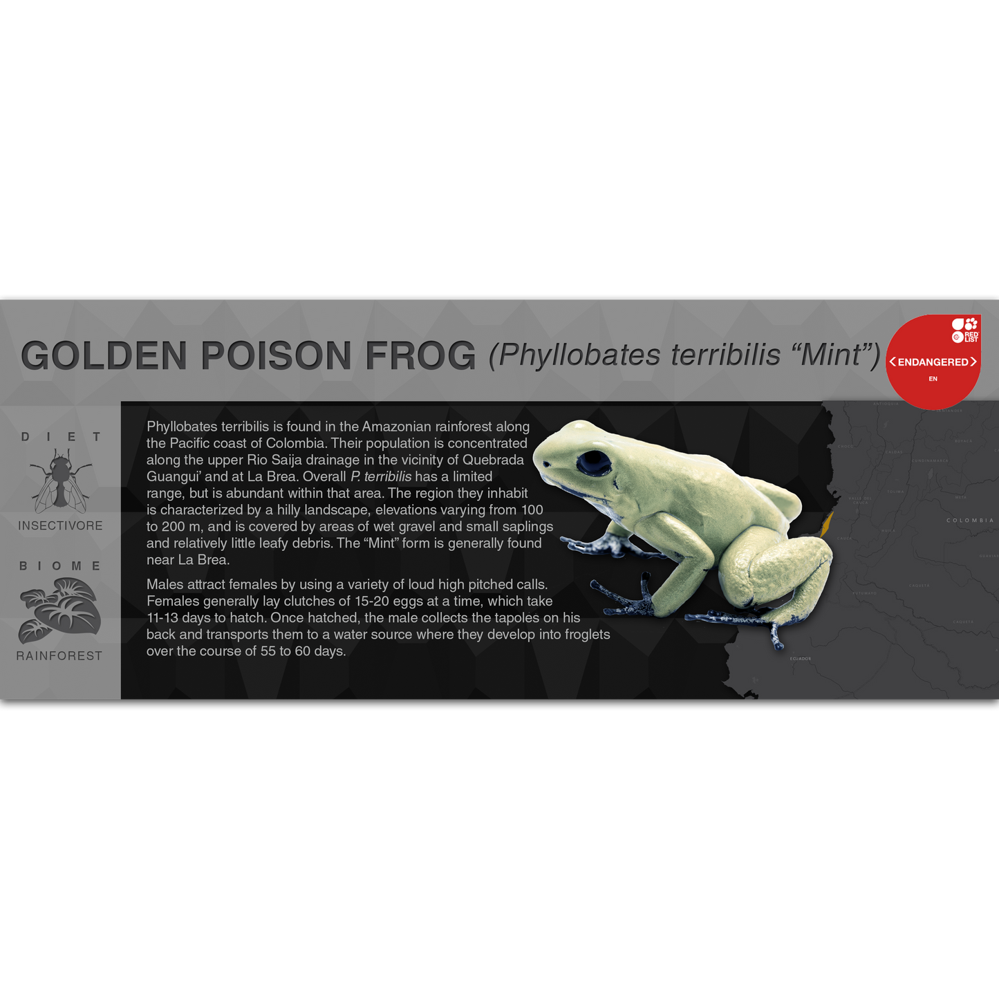 Golden Poison Frog (Phyllobates terribilis) - Black Series Vivarium Label