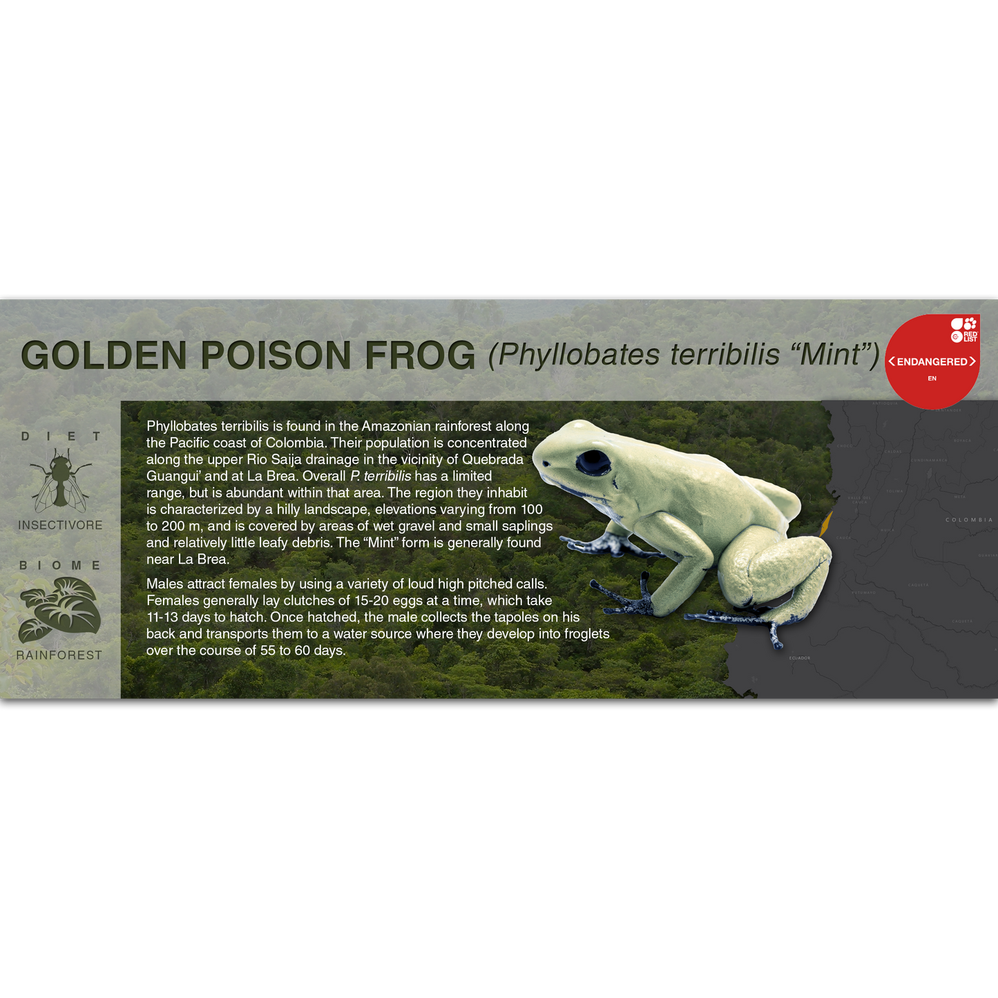Golden Poison Frog (Phyllobates terribilis) - Black Series Vivarium Label