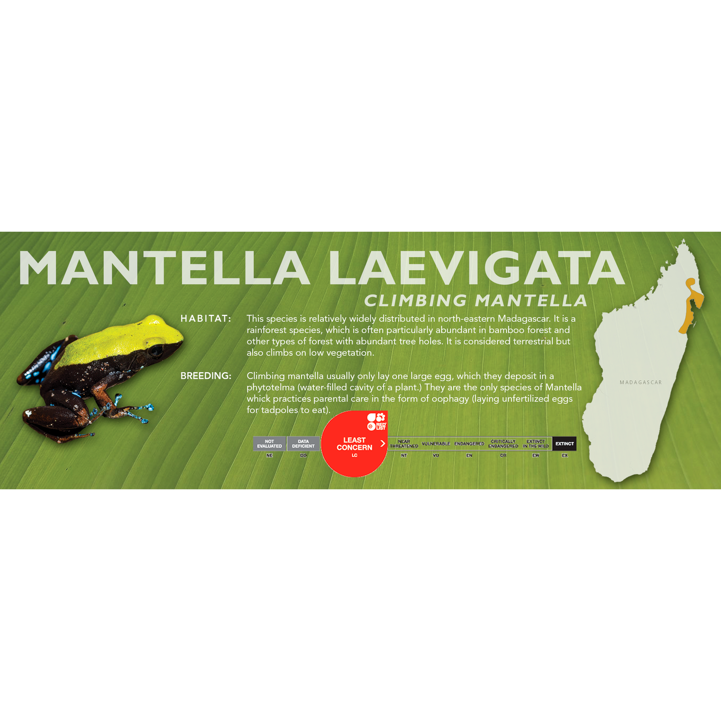 Mantella laevigata (Climbing Mantella) - Classic Vivarium Label