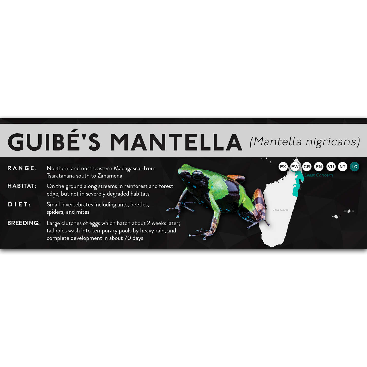 Guibé's Mantella (Mantella nigricans) - X Label