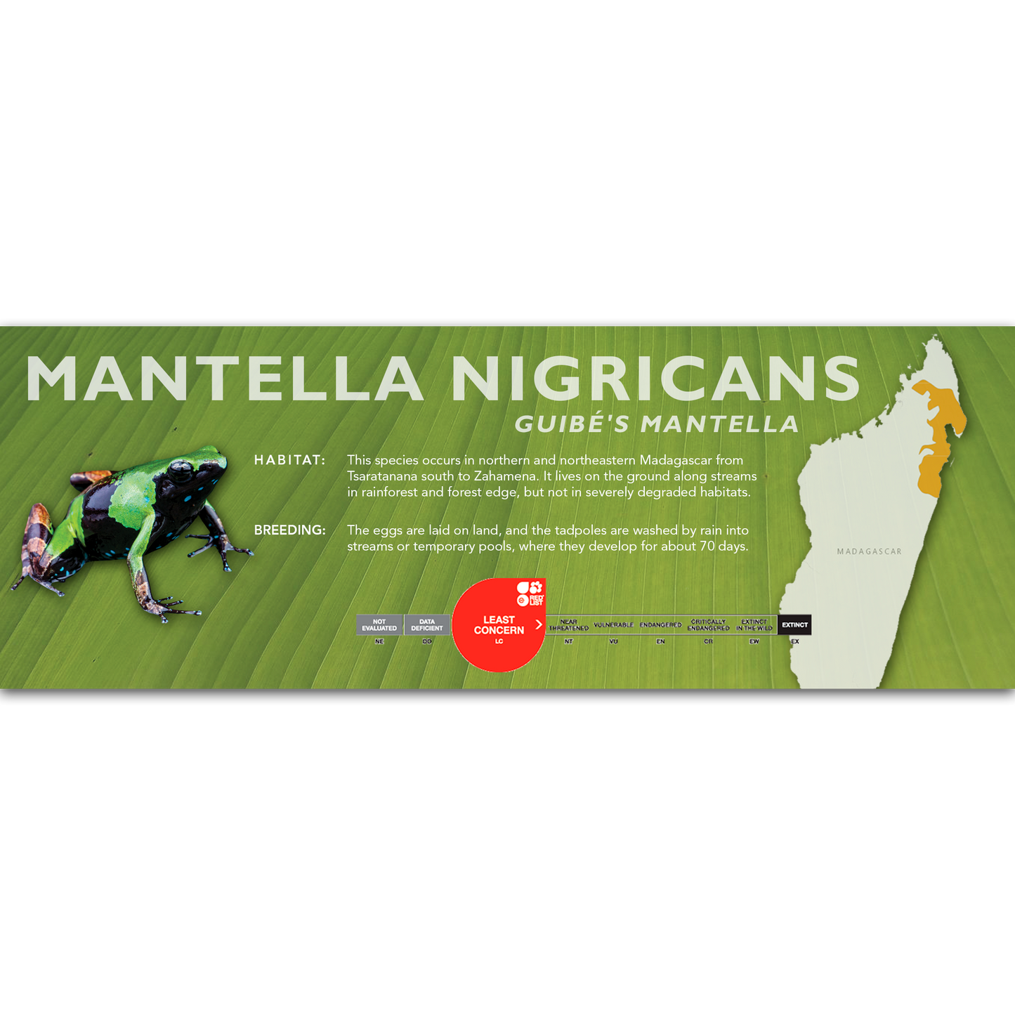 Mantella nigricans (Guibé's Mantella) - Classic Vivarium Label