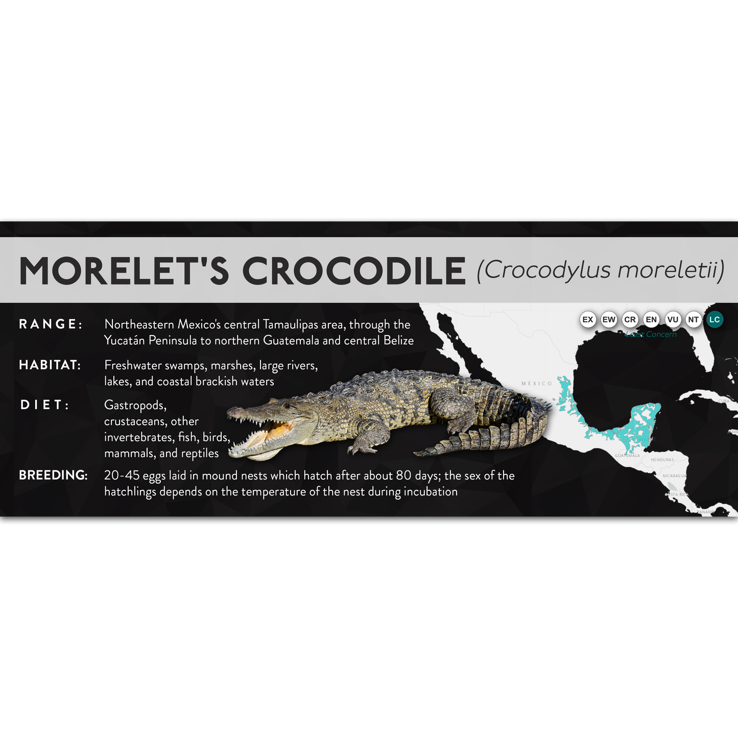 Morelet's Crocodile (Crocodylus moreletii) - X Label