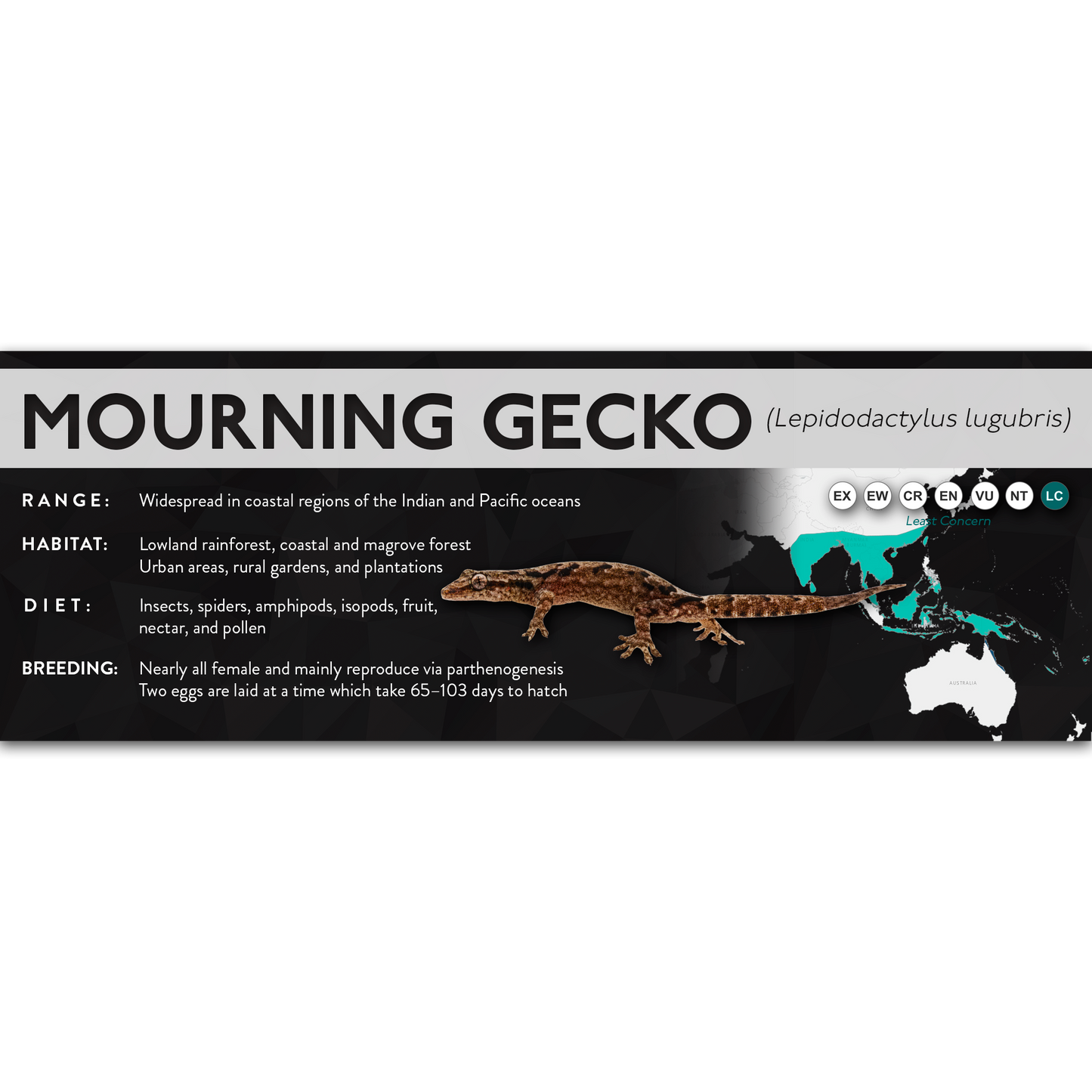 Mourning Gecko (Lepidodactylus lugubris) - X Label
