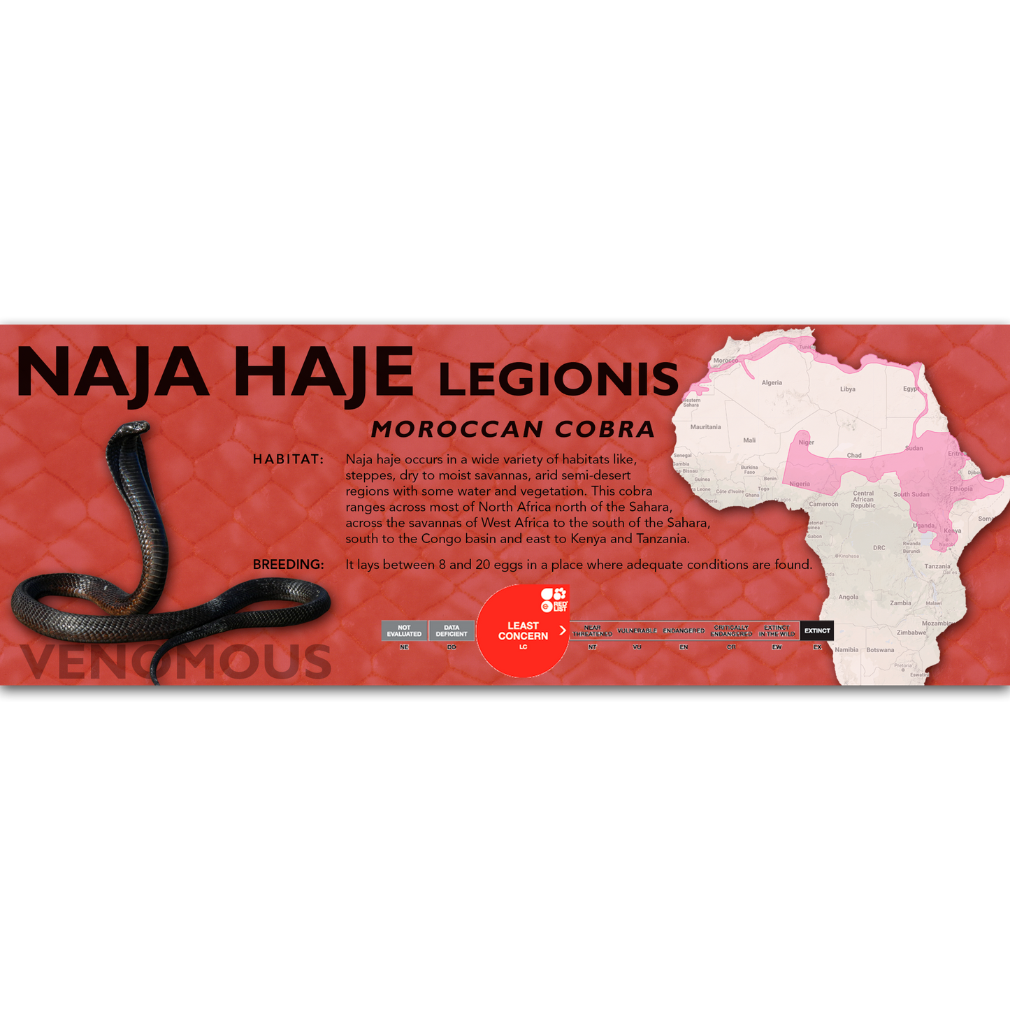 Egyptian Cobra (Naja haje) Classic Vivarium Label