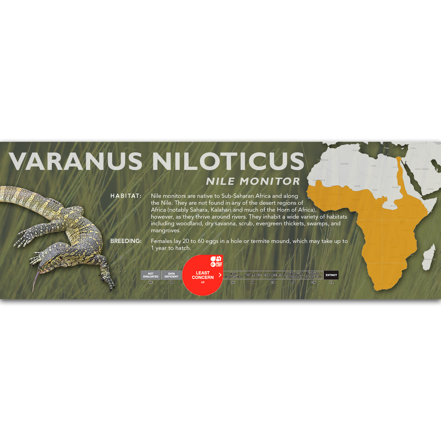 Nile Monitor (Varanus niloticus) Classic Vivarium Label