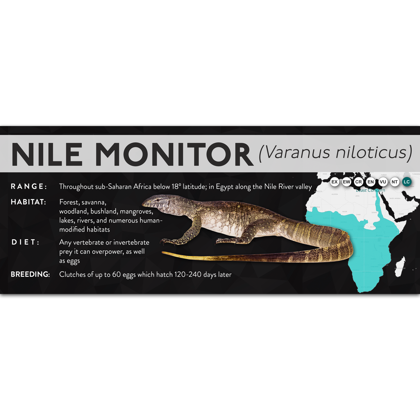 Nile Monitor (Varanus niloticus) - X Label