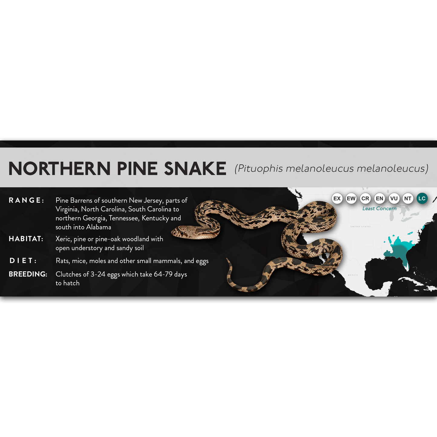 Eastern Pine Snake (Pituophis melanoleucus) - X Label