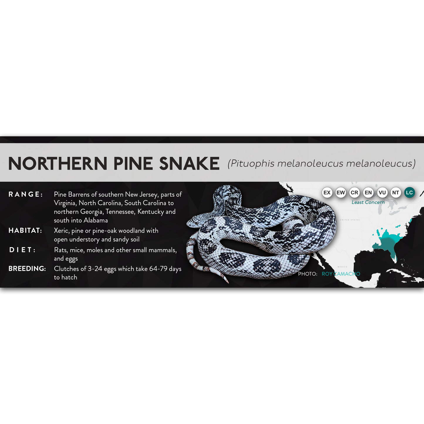 Eastern Pine Snake (Pituophis melanoleucus) - X Label