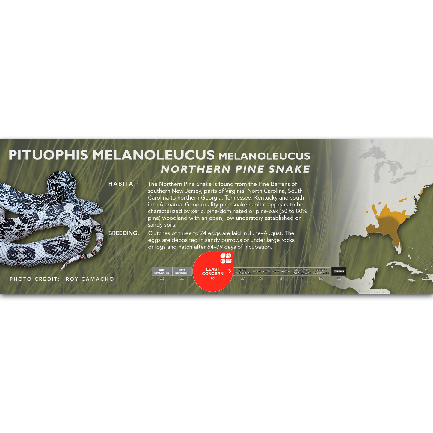Pine Snake (Pituophis melanoleucus) Classic Vivarium Label