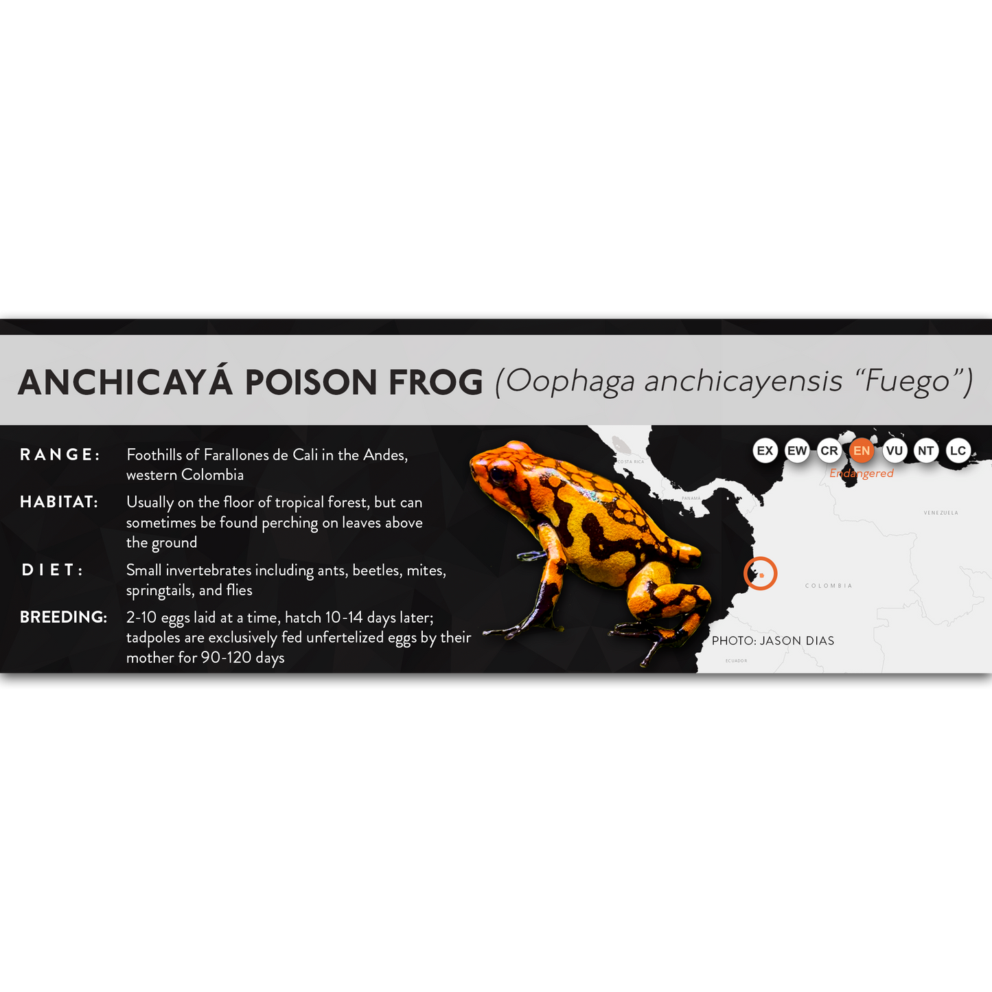 Anchicayá Poison Frog (Oophaga anchicayensis) - X Label