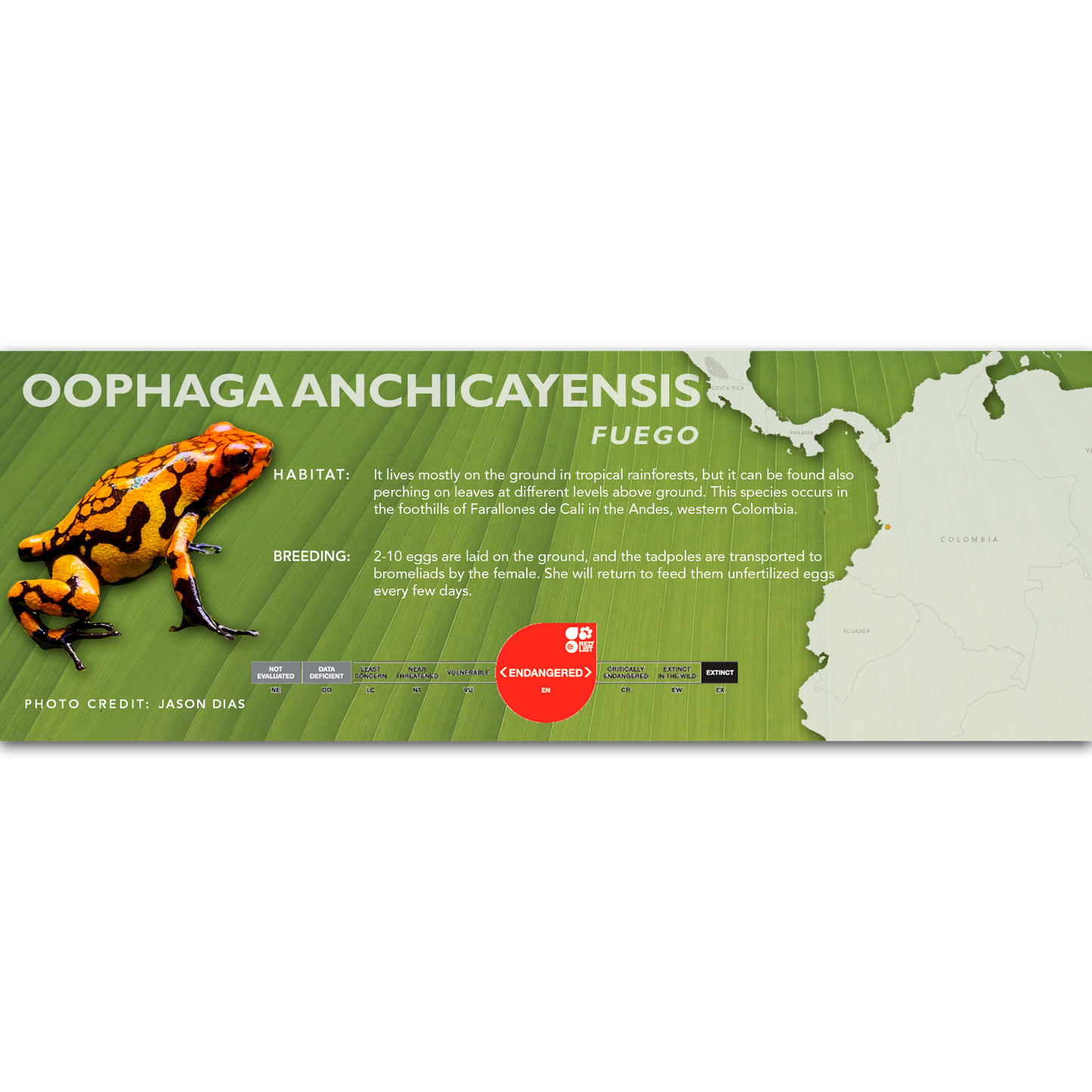 Oophaga anchicayensis - Classic Vivarium Label