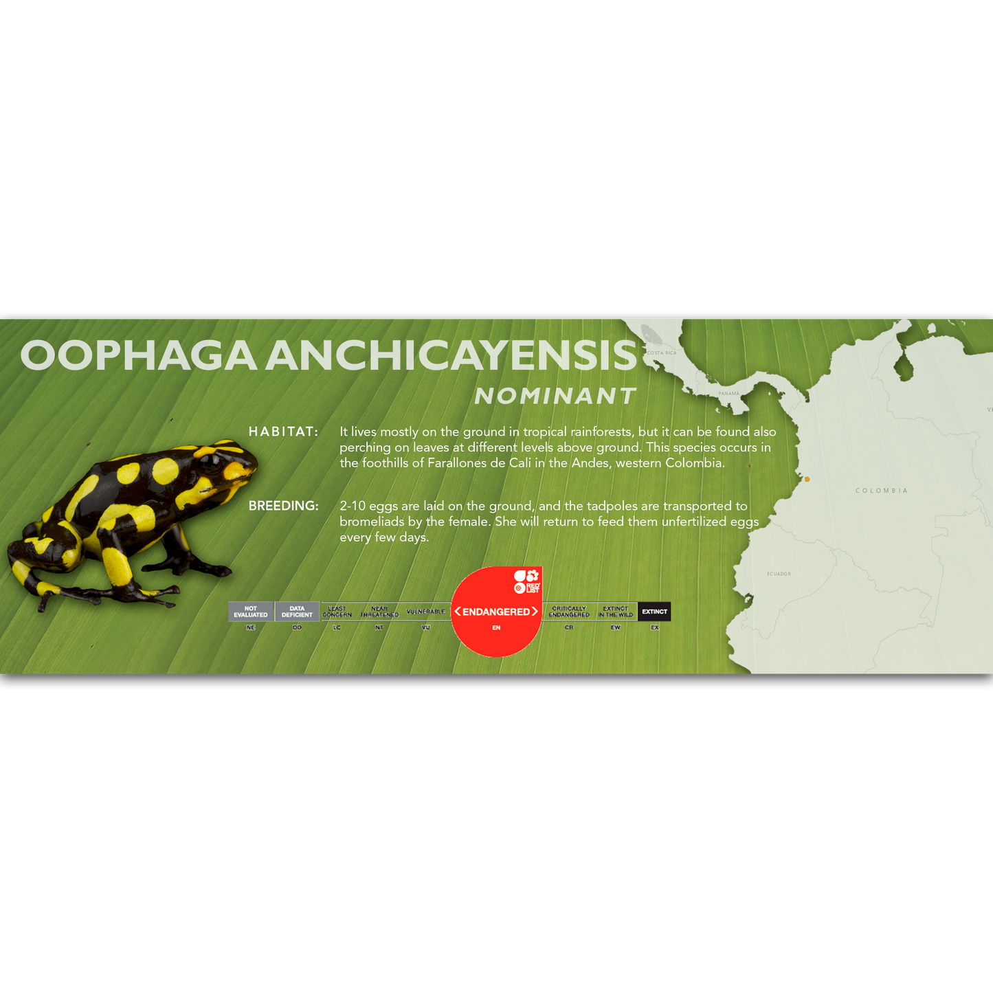 Oophaga anchicayensis - Classic Vivarium Label