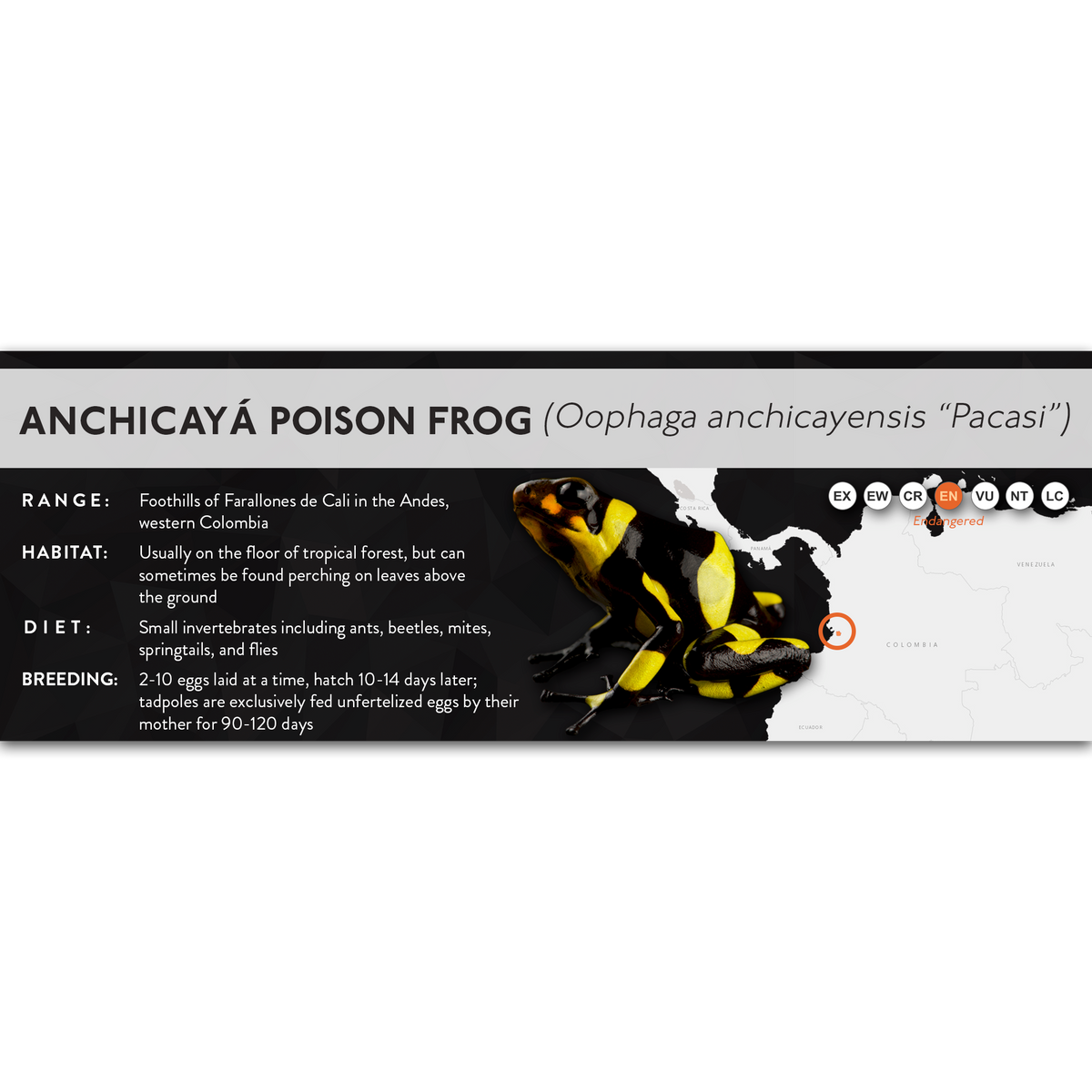 Anchicayá Poison Frog (Oophaga anchicayensis) - X Label
