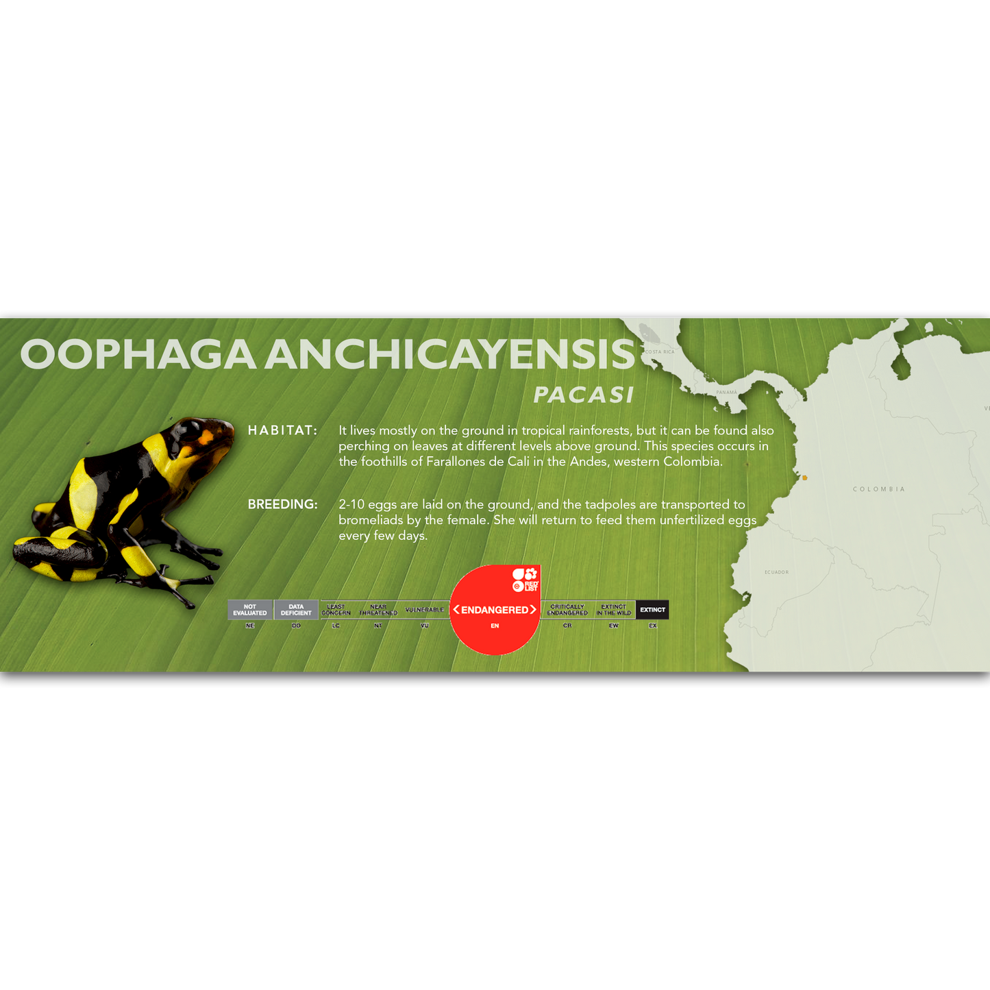 Oophaga anchicayensis - Classic Vivarium Label