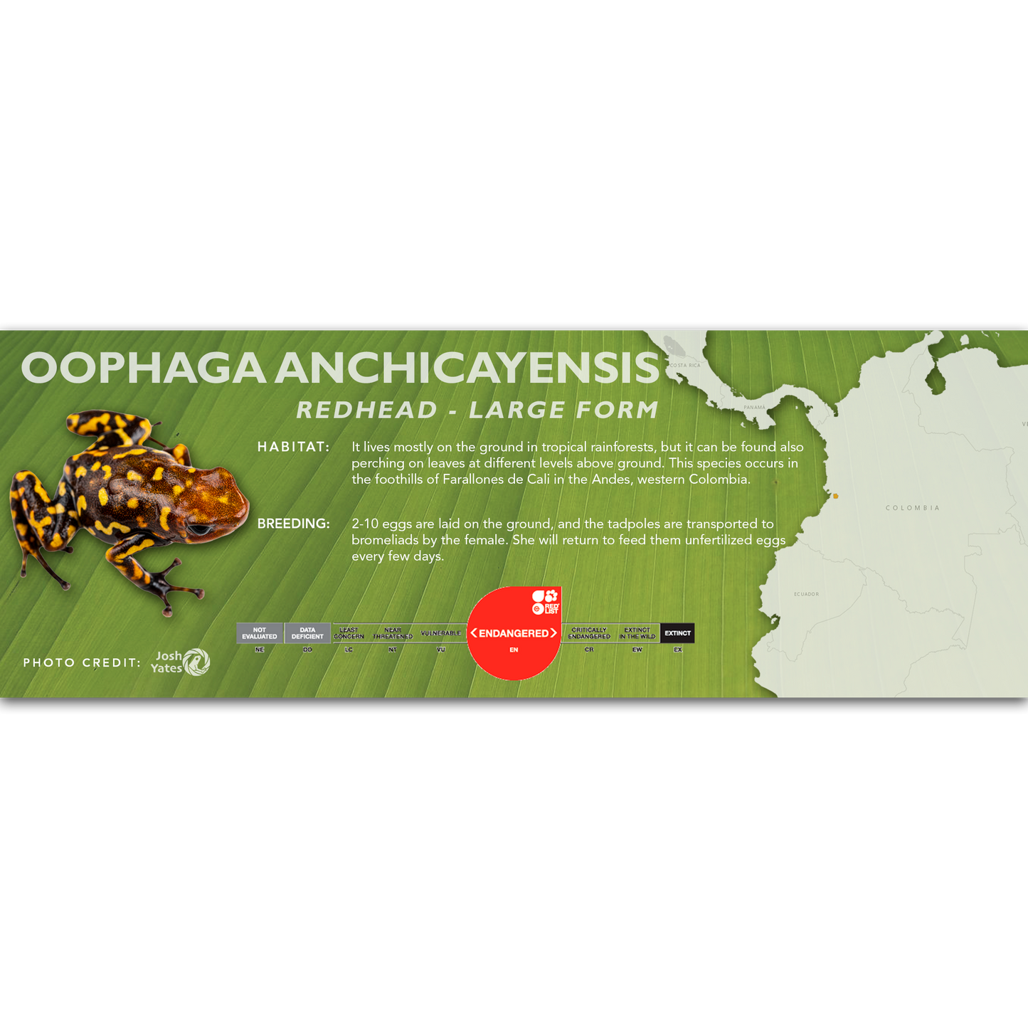 Oophaga anchicayensis - Classic Vivarium Label